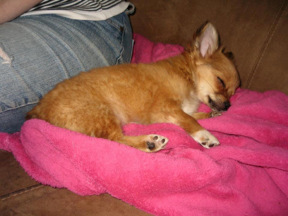 Chihuahua Delio billede 7