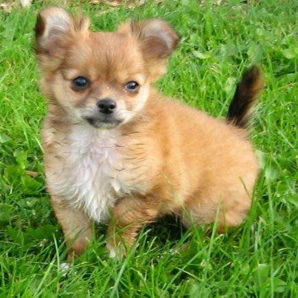 Chihuahua Delio billede 8