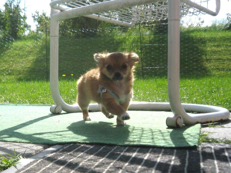 Chihuahua Delio billede 9