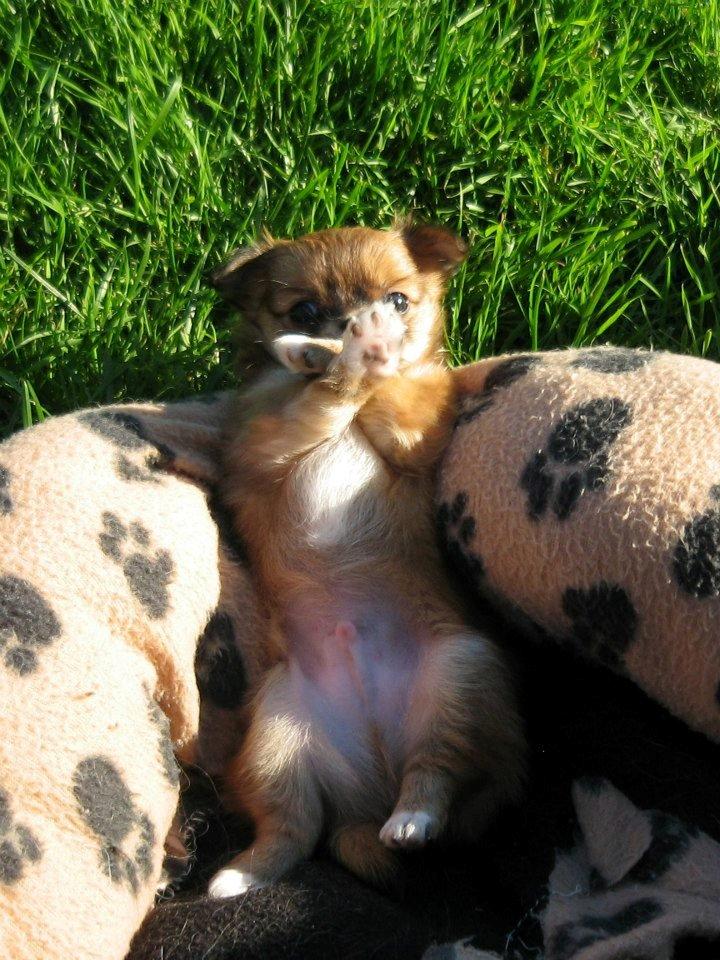 Chihuahua Delio billede 10