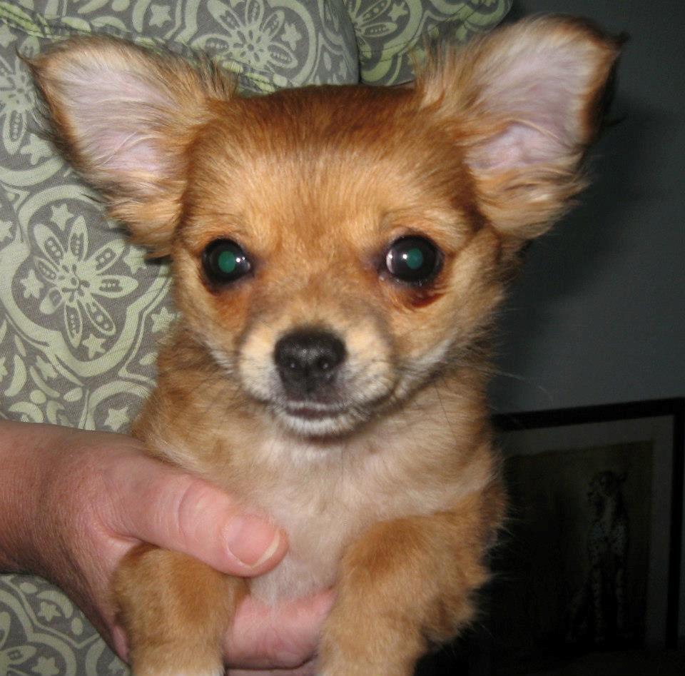 Chihuahua Delio billede 11