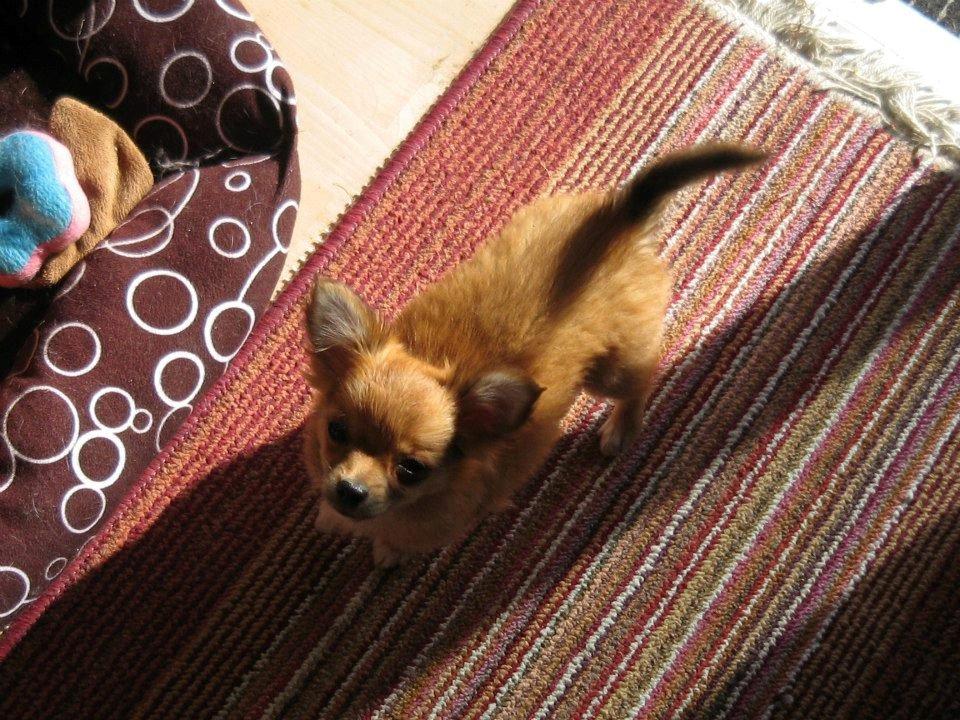 Chihuahua Delio billede 12