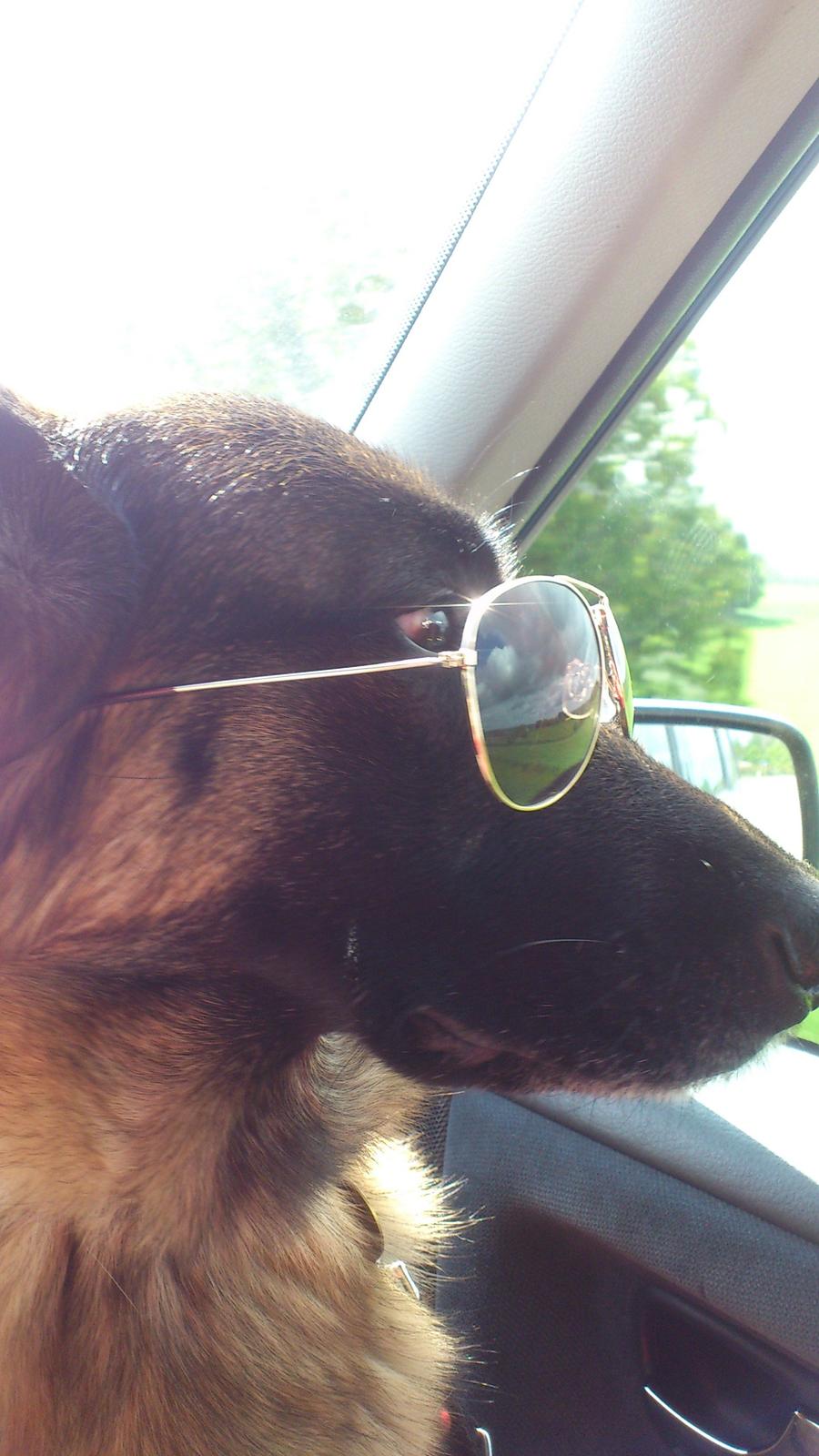 Schæferhund Salby' Angelina - Angie! - Smukke, og super seje Angie! billede 1