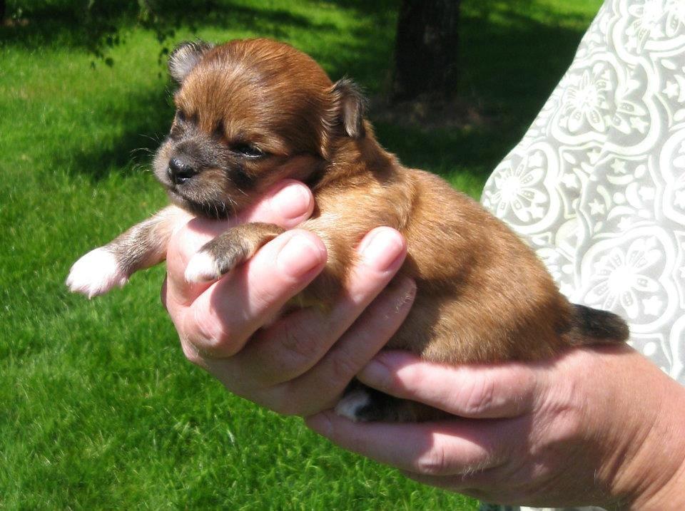 Chihuahua Delio billede 13