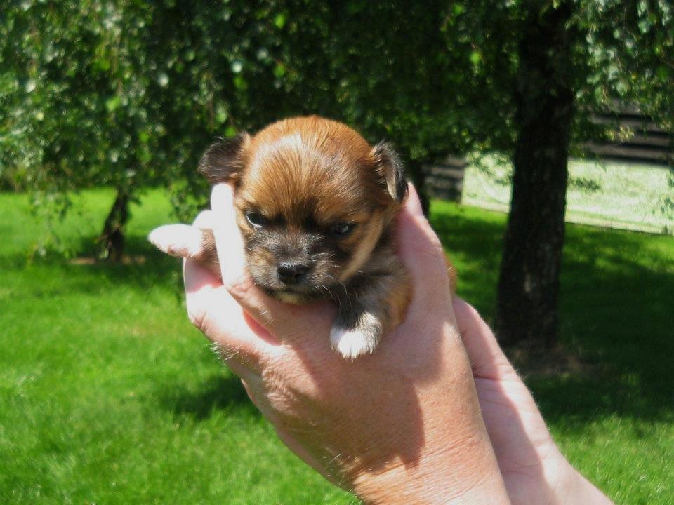 Chihuahua Delio billede 14