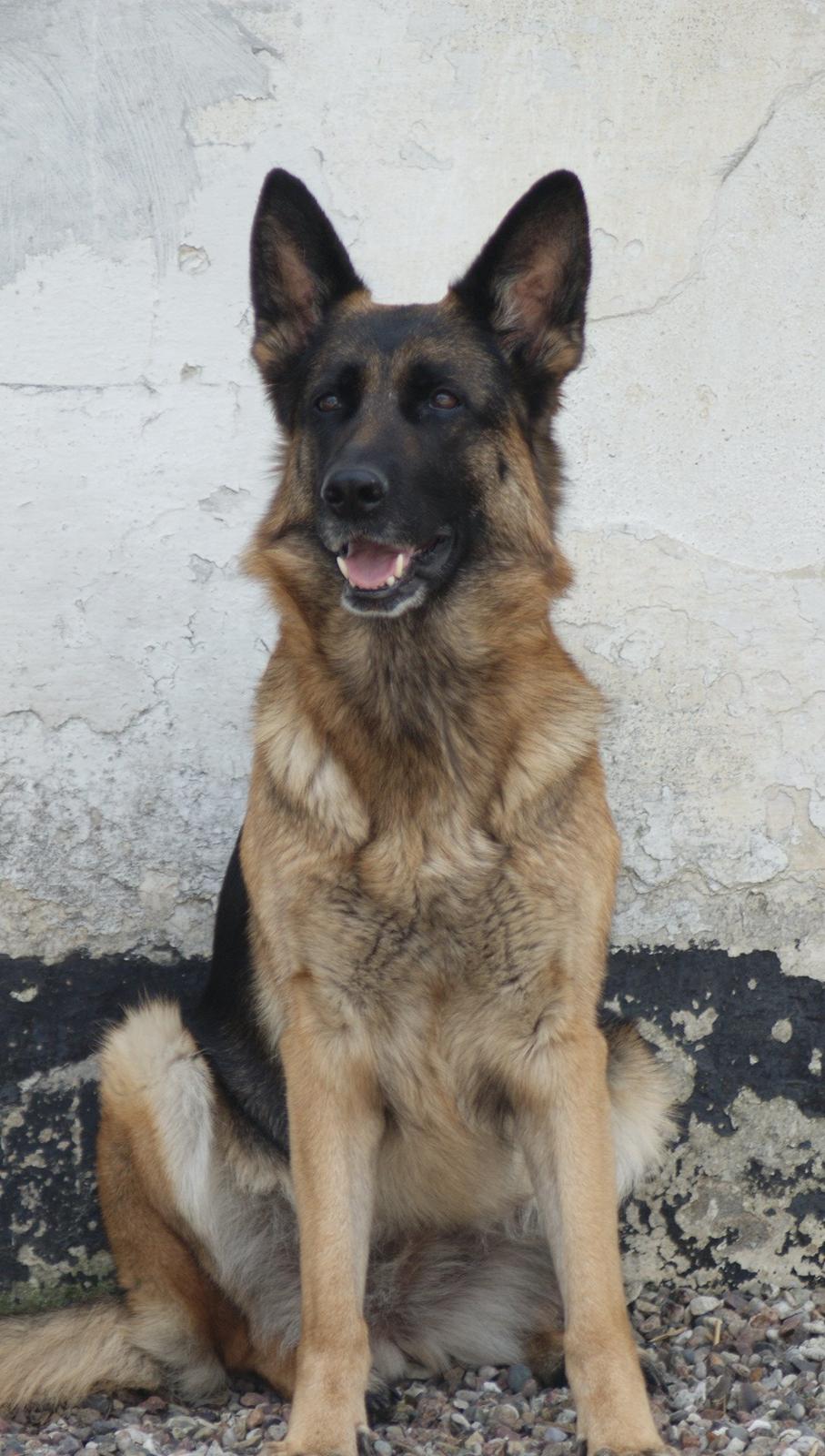 Schæferhund Salby' Angelina - Angie! - Smuk som altid (-: billede 2