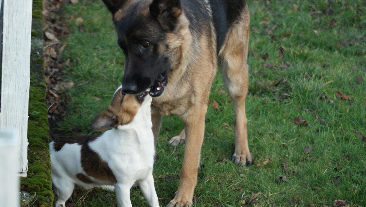 Schæferhund Salby' Angelina - Angie! - Leger med Obelix (-: billede 3