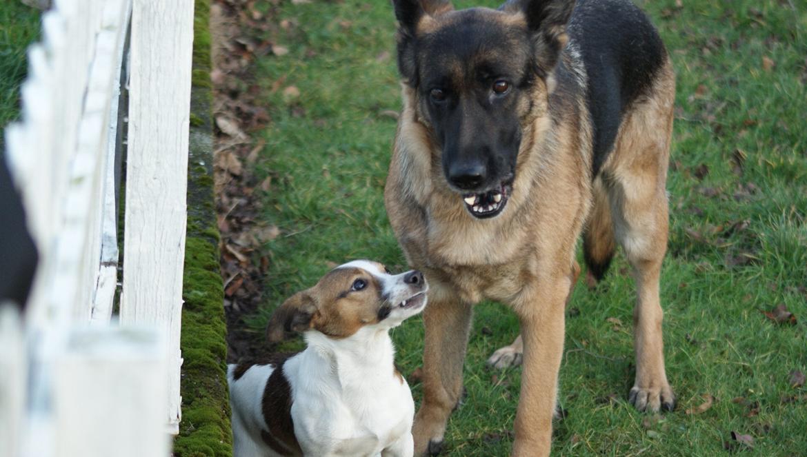 Schæferhund Salby' Angelina - Angie! - Igen (-: billede 4