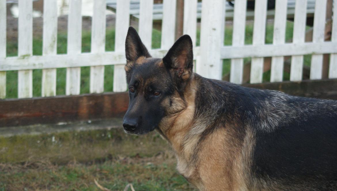 Schæferhund Salby' Angelina - Angie! - Gik han bare? (-: billede 5