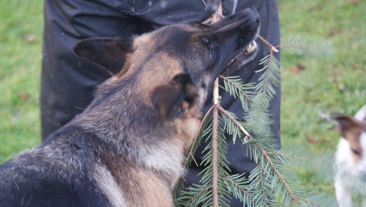 Schæferhund Salby' Angelina - Angie! - "Så leger jeg da bare med mor, og denne her super lækre grangren (-:" billede 6