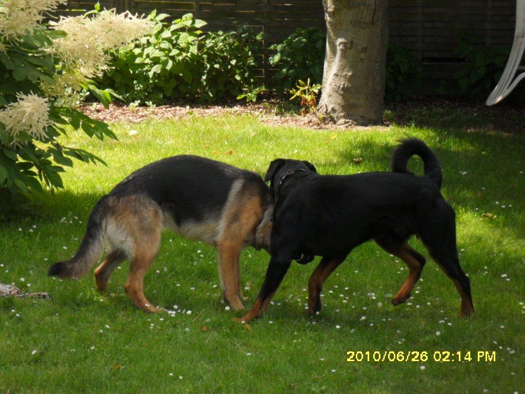 Schæferhund Salby' Angelina - Angie! - Angie leger med Kenzo, en Rottweiler vi har passet et par gange (-: billede 15