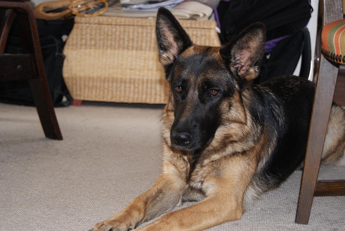 Schæferhund Salby' Angelina - Angie! - Smuk som hun er (-: billede 7