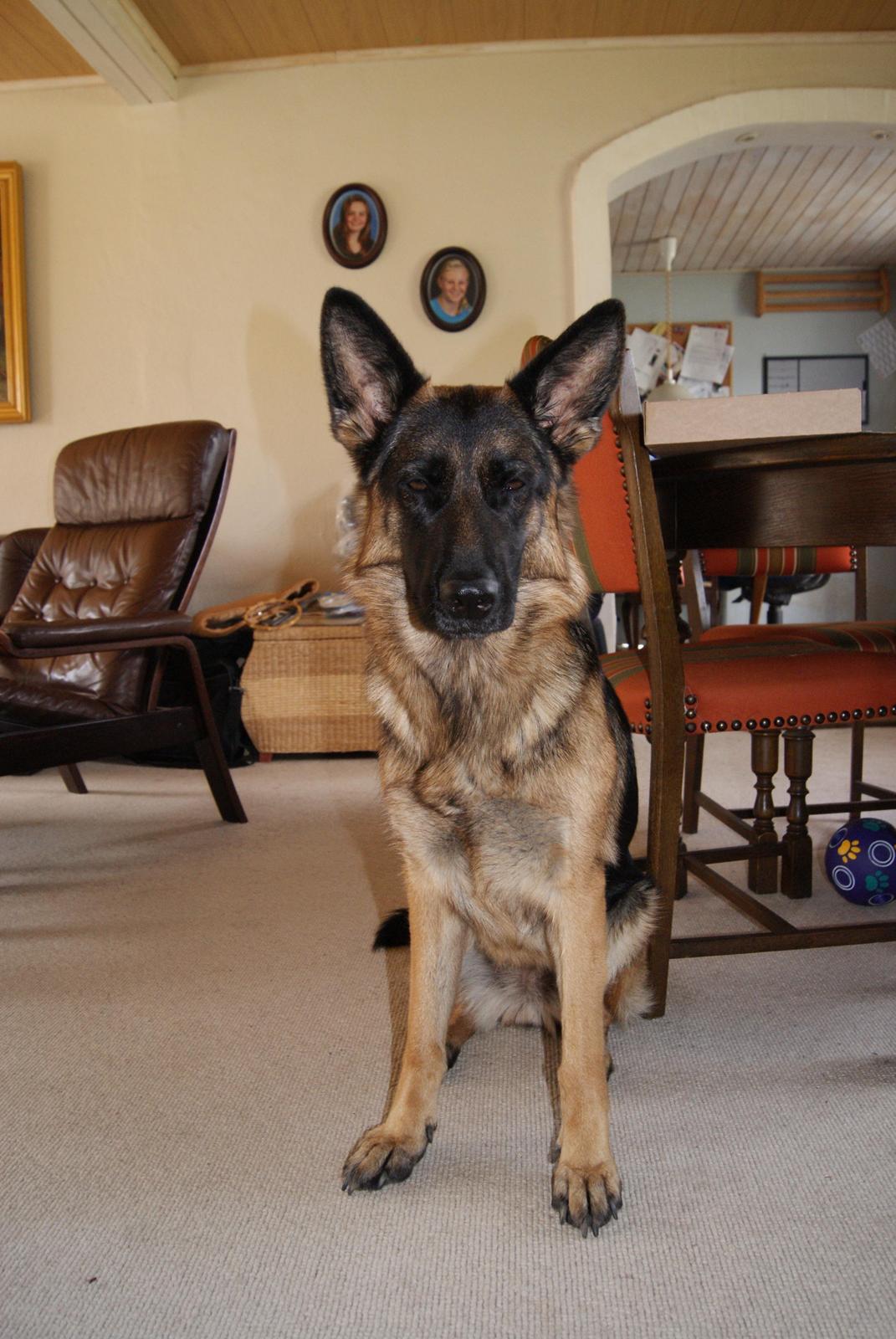 Schæferhund Salby' Angelina - Angie! - smukke hund (-: billede 9