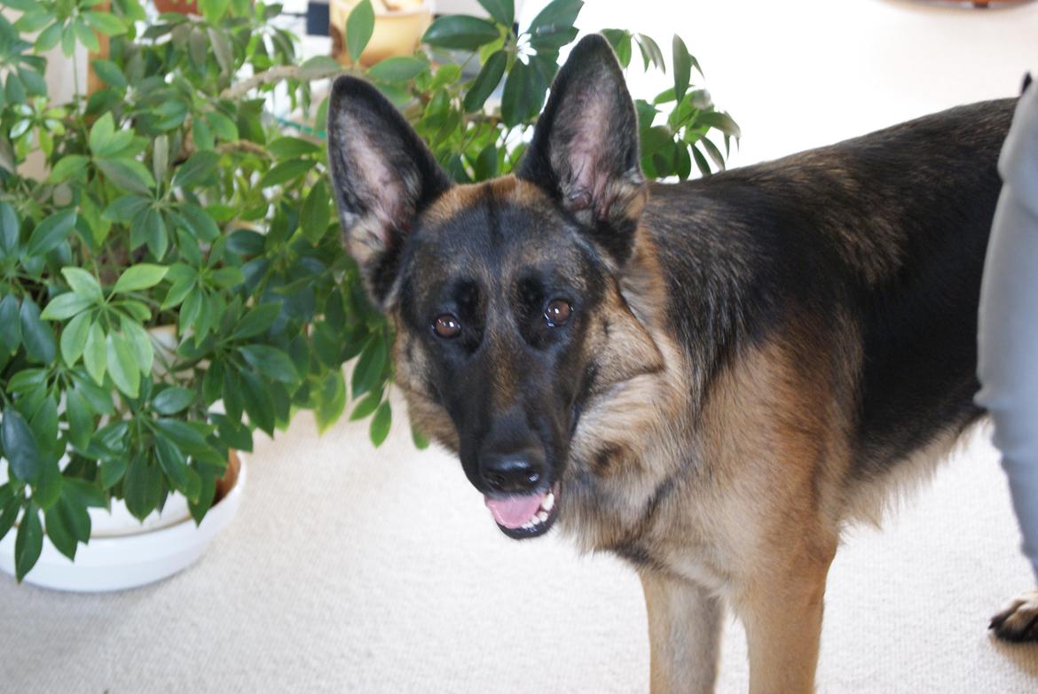 Schæferhund Salby' Angelina - Angie! - (-: billede 10