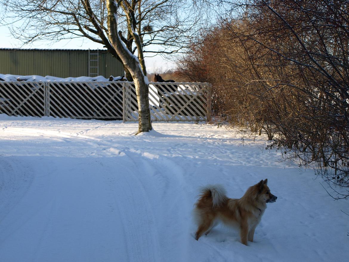 Islandsk fårehund Freja - Om vinteren elsker jeg at lege i sneen... billede 15