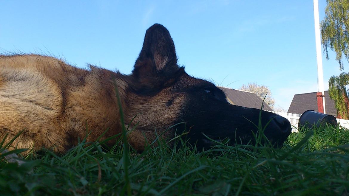 Schæferhund Salby' Angelina - Angie! - Hygger en sommerdag med Angie i haven (-:
Vi altid holde af den hund (-: billede 11