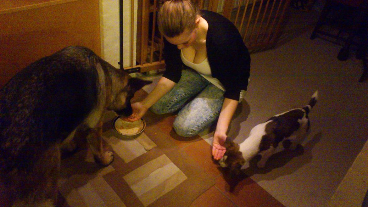 Schæferhund Salby' Angelina - Angie! - Så bliver hundene fodret (-: billede 12