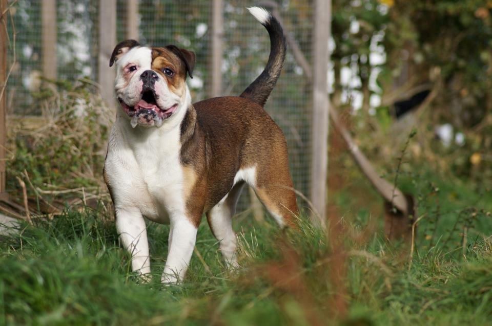 Olde english bulldogge Bulltok's Diesel <3 - 10,5 mdr. <3 billede 1