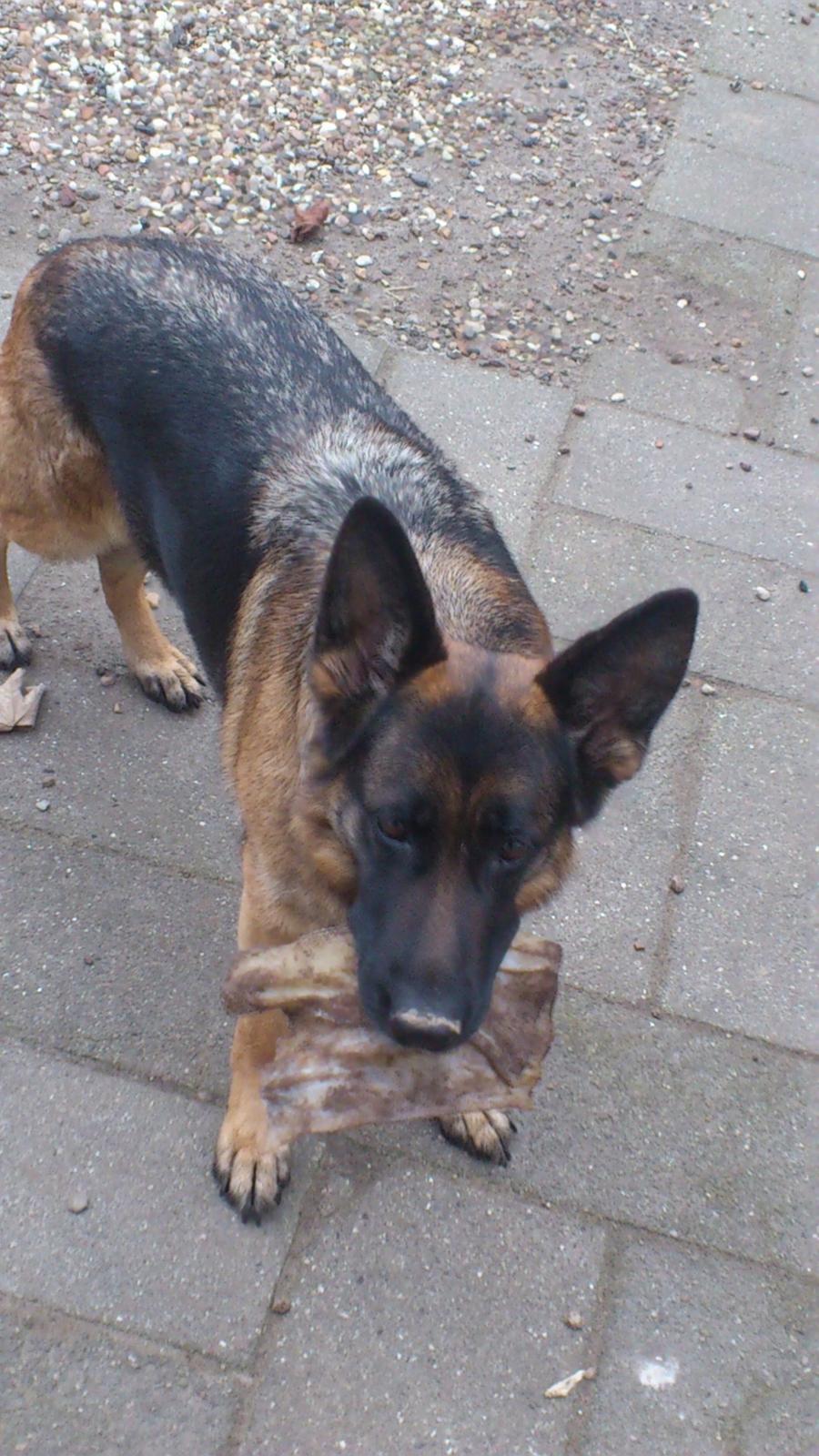 Schæferhund Salby' Angelina - Angie! - Min ynglings hund !! billede 13