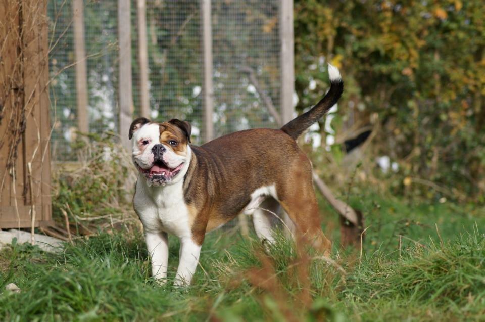 Olde english bulldogge Bulltok's Diesel <3 - 10,5 mdr. <3 billede 2