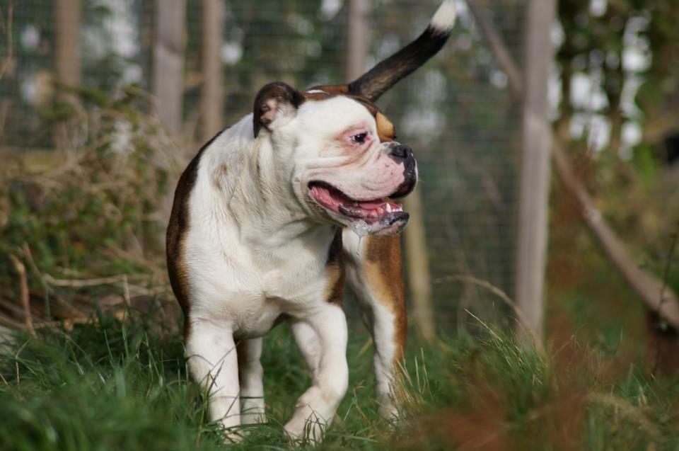 Olde english bulldogge Bulltok's Diesel <3 - Min flotte fyr på 10,5 mdr <3 billede 3