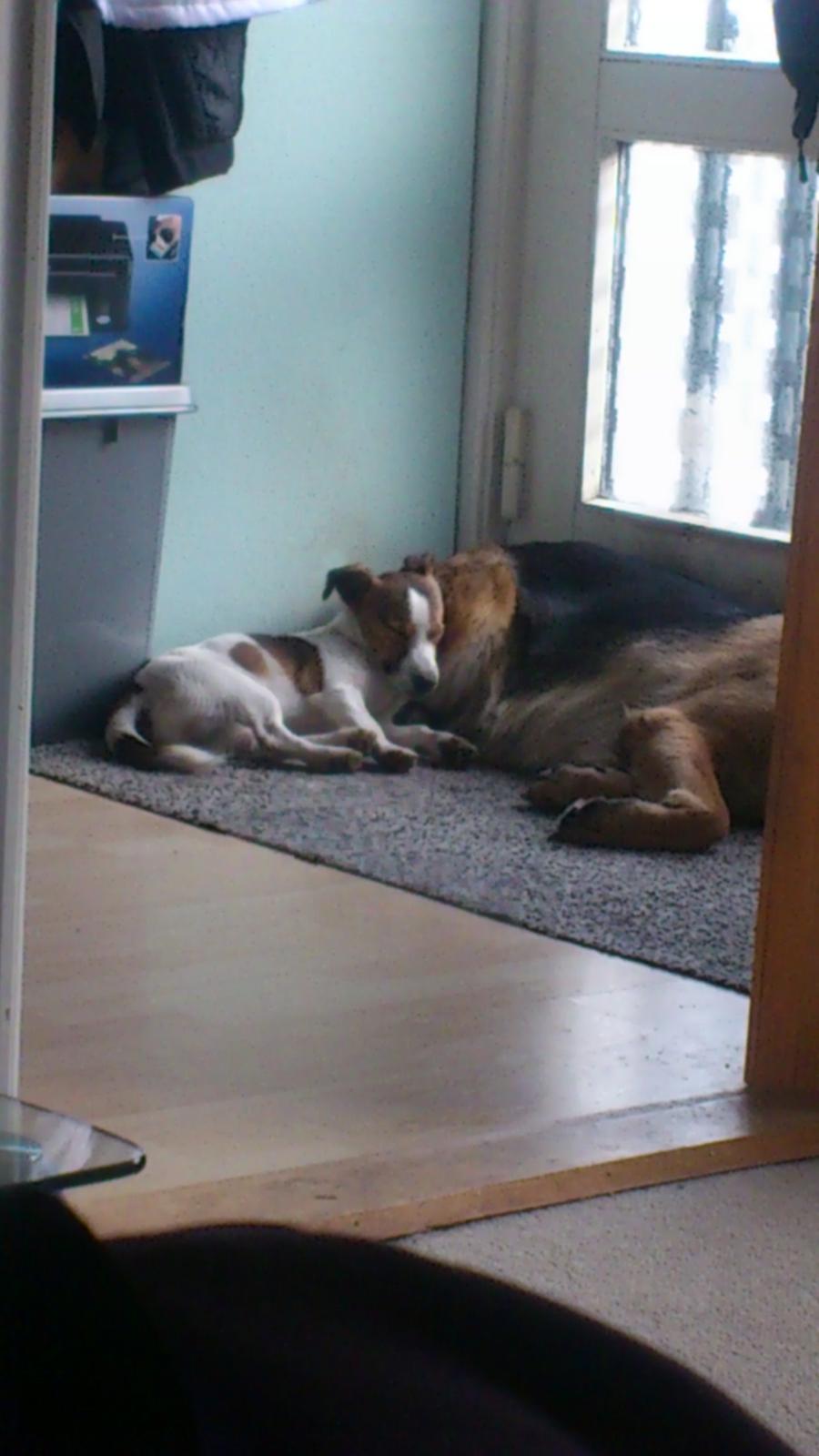 Schæferhund Salby' Angelina - Angie! - Vi tager da lige en slapper (-: billede 14