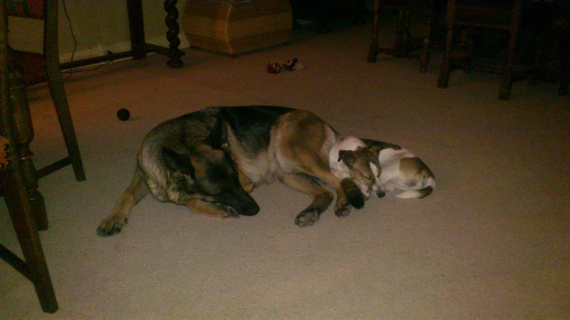 Schæferhund Salby' Angelina - Angie! - godnaaaaaat :D billede 17