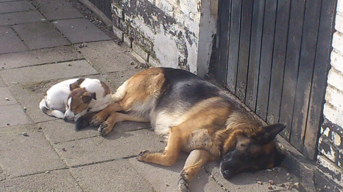 Schæferhund Salby' Angelina - Angie! - Sol, sommer og dejlige hunde (-: billede 18