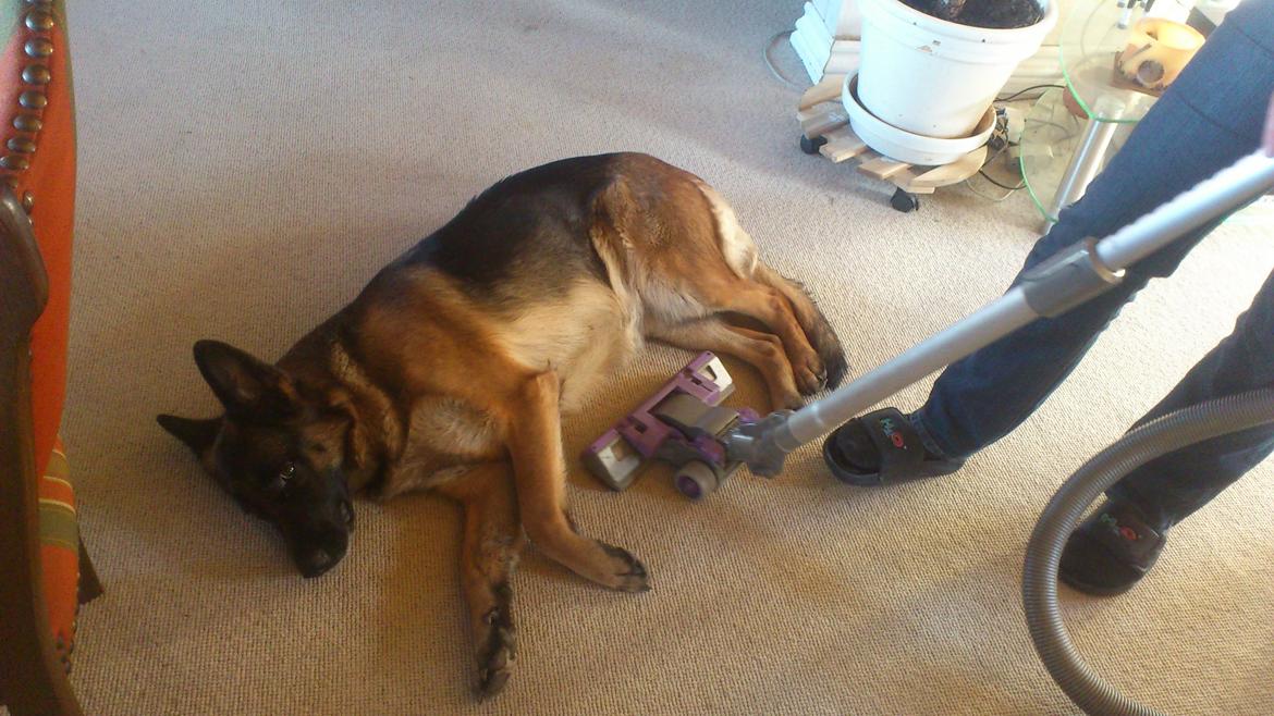 Schæferhund Salby' Angelina - Angie! - Hvorfor skulle jeg være bange for den? (-: billede 19