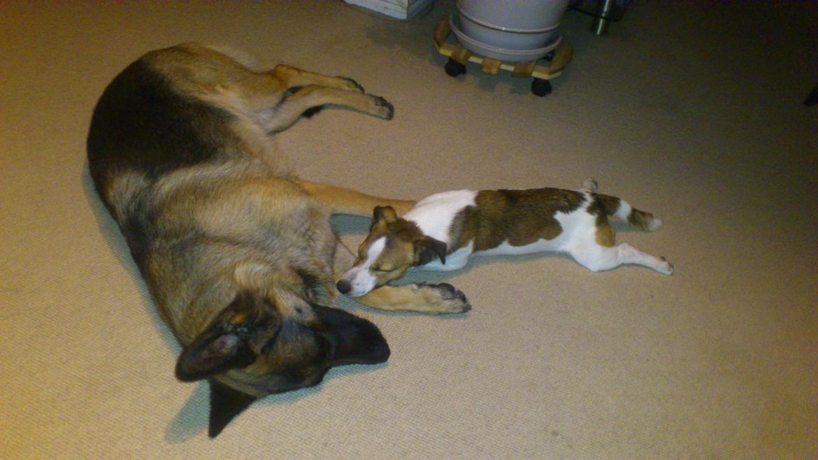 Schæferhund Salby' Angelina - Angie! - Angie og Obelix, sååååh søde (-: billede 8