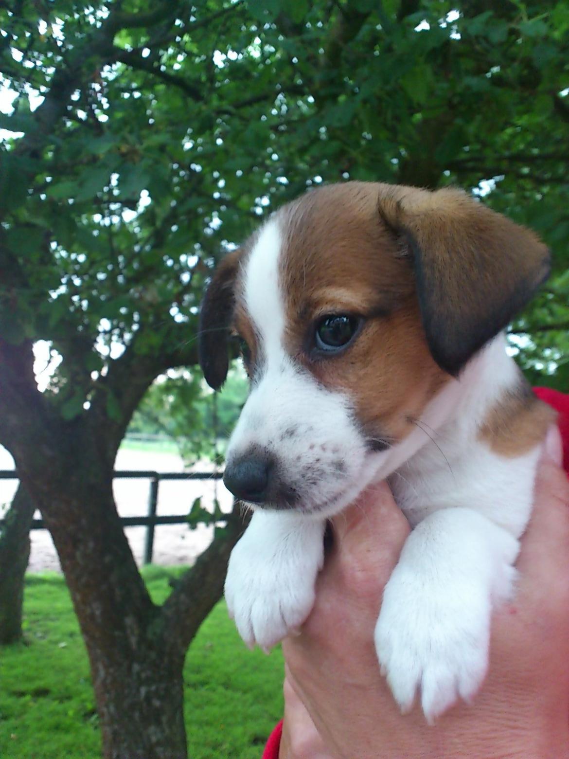 Jack russell terrier Obelix - En meeeeeget lille Obelix (-: billede 2