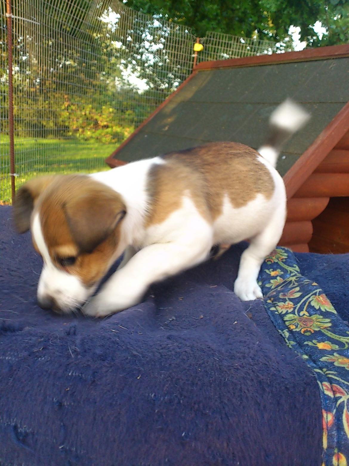 Jack russell terrier Obelix billede 3
