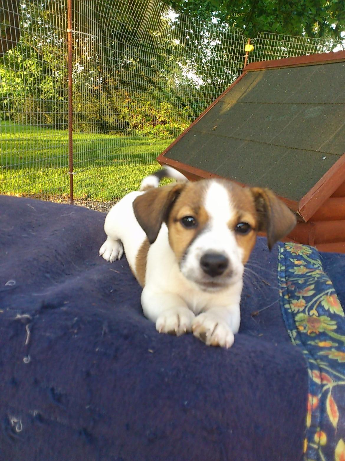 Jack russell terrier Obelix billede 4