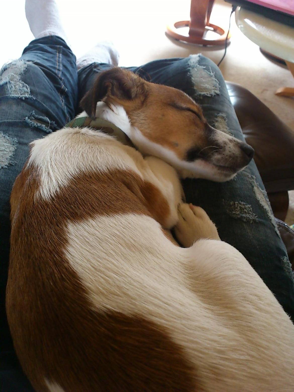 Jack russell terrier Obelix billede 5