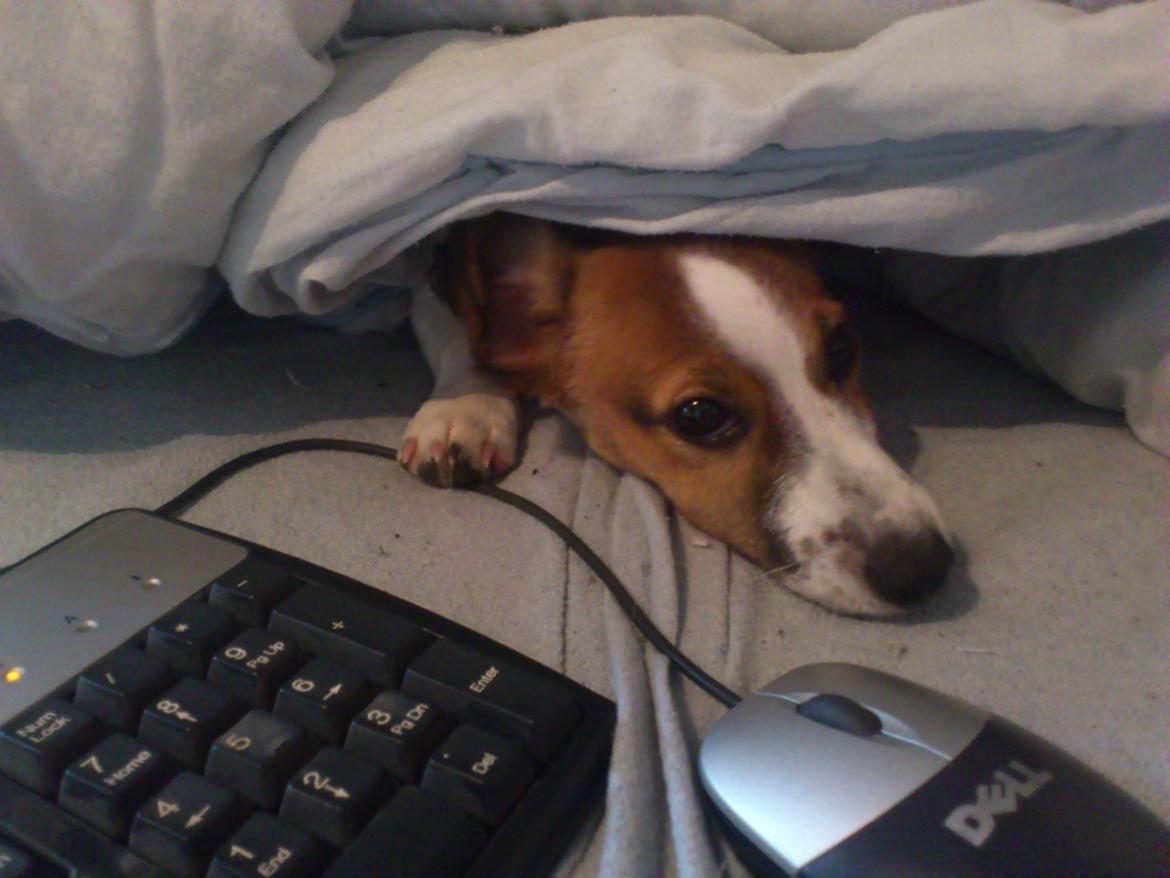 Jack russell terrier Obelix billede 6