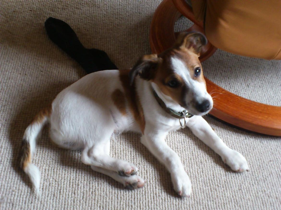 Jack russell terrier Obelix billede 7