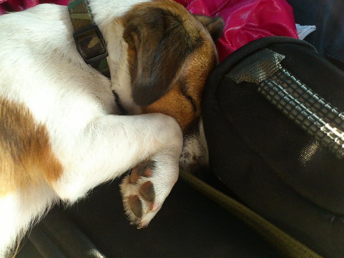 Jack russell terrier Obelix billede 8