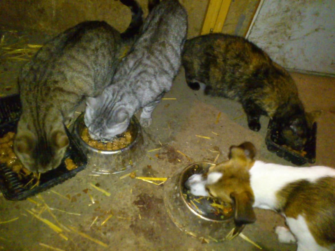 Jack russell terrier Obelix - Spiser sammen med kattene (-: billede 9