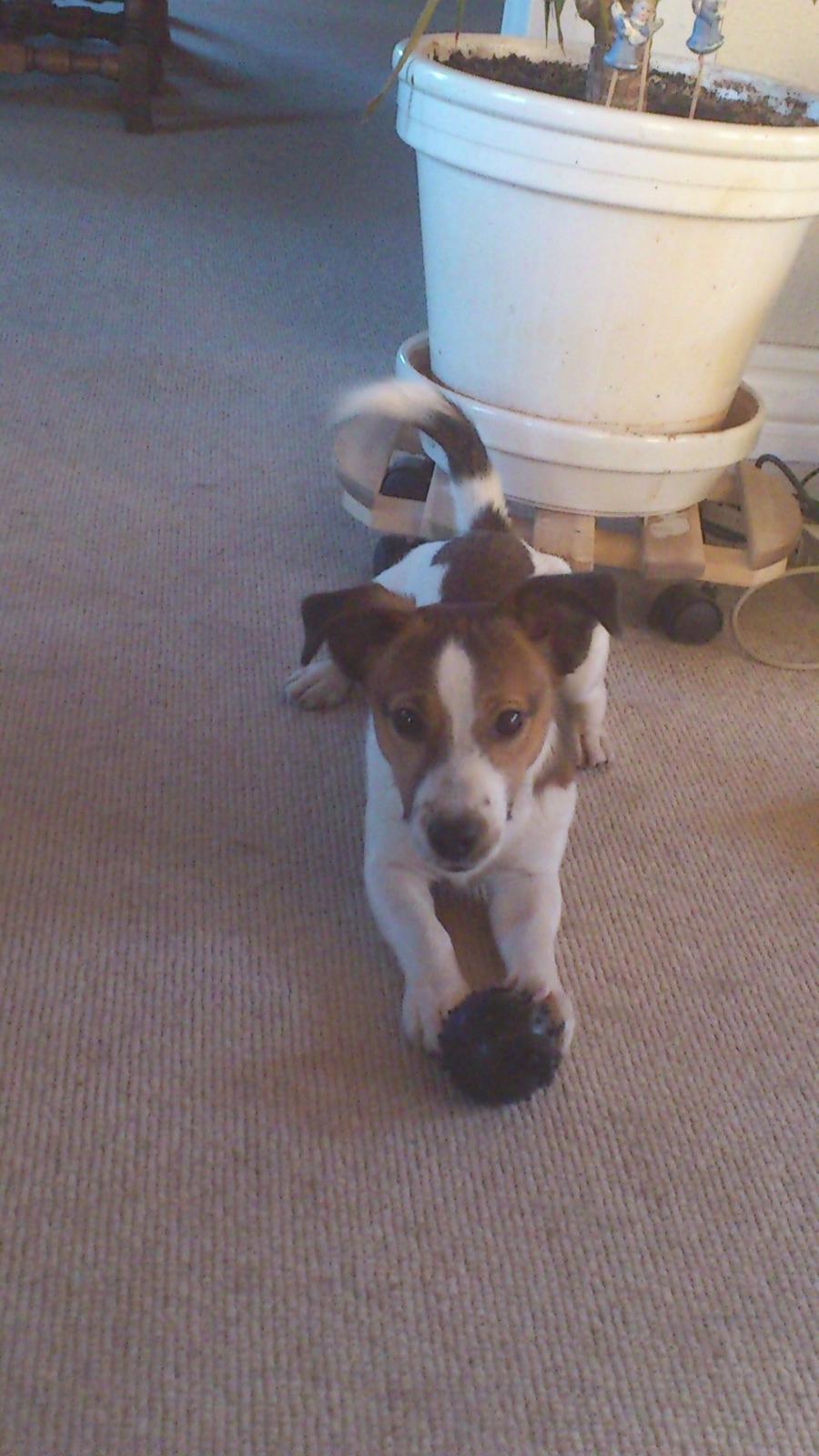 Jack russell terrier Obelix billede 10