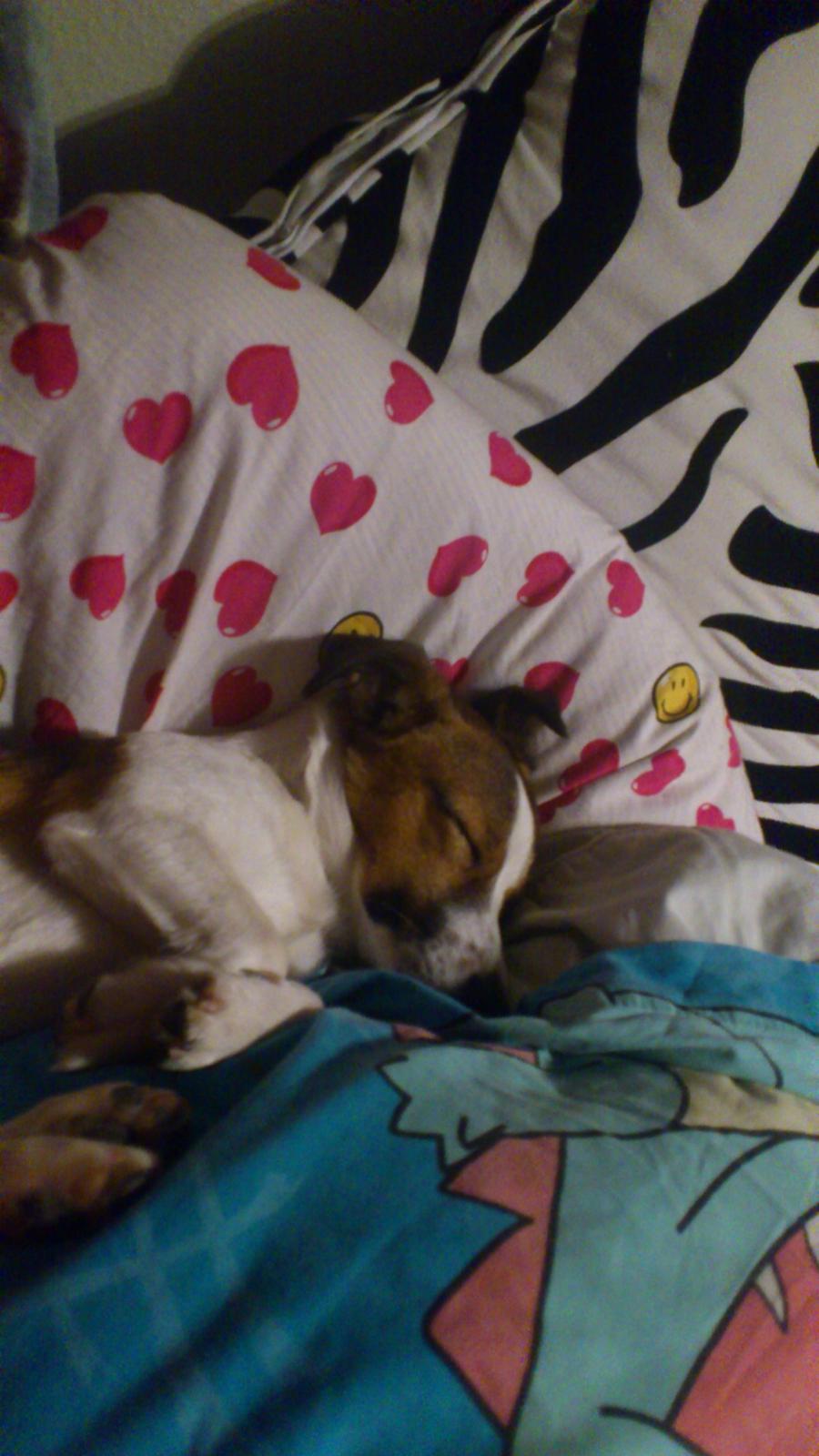 Jack russell terrier Obelix billede 11