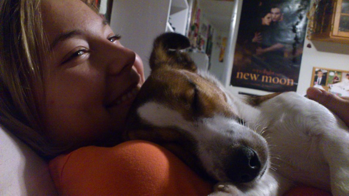 Jack russell terrier Obelix billede 12