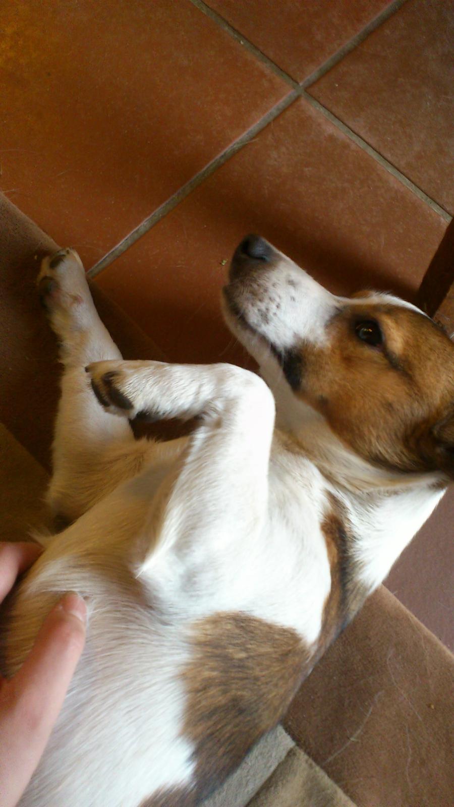 Jack russell terrier Obelix billede 13