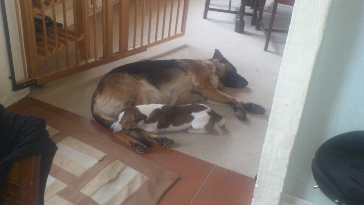 Jack russell terrier Obelix billede 14