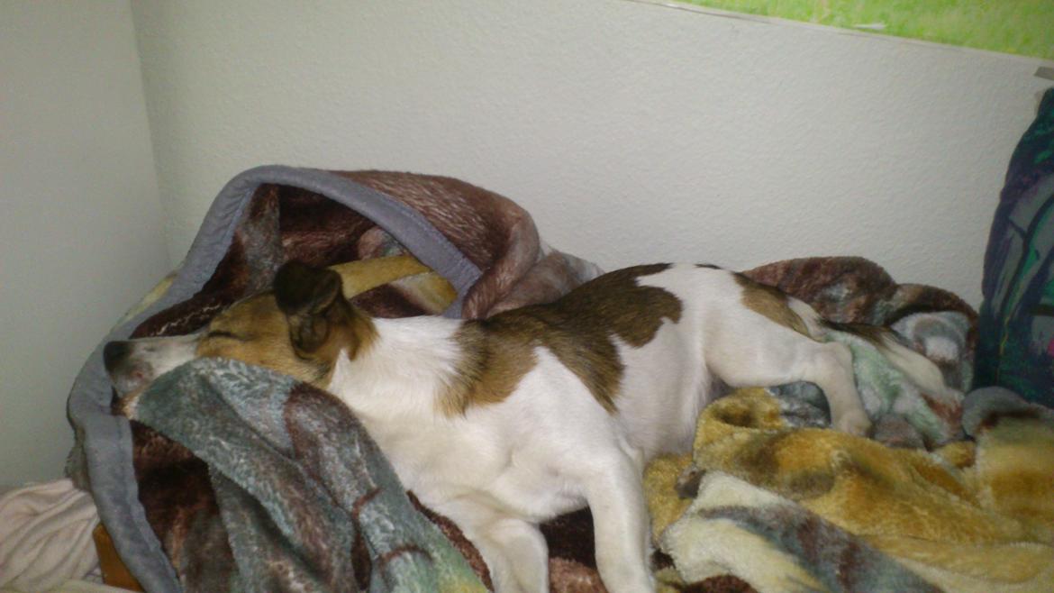 Jack russell terrier Obelix billede 15