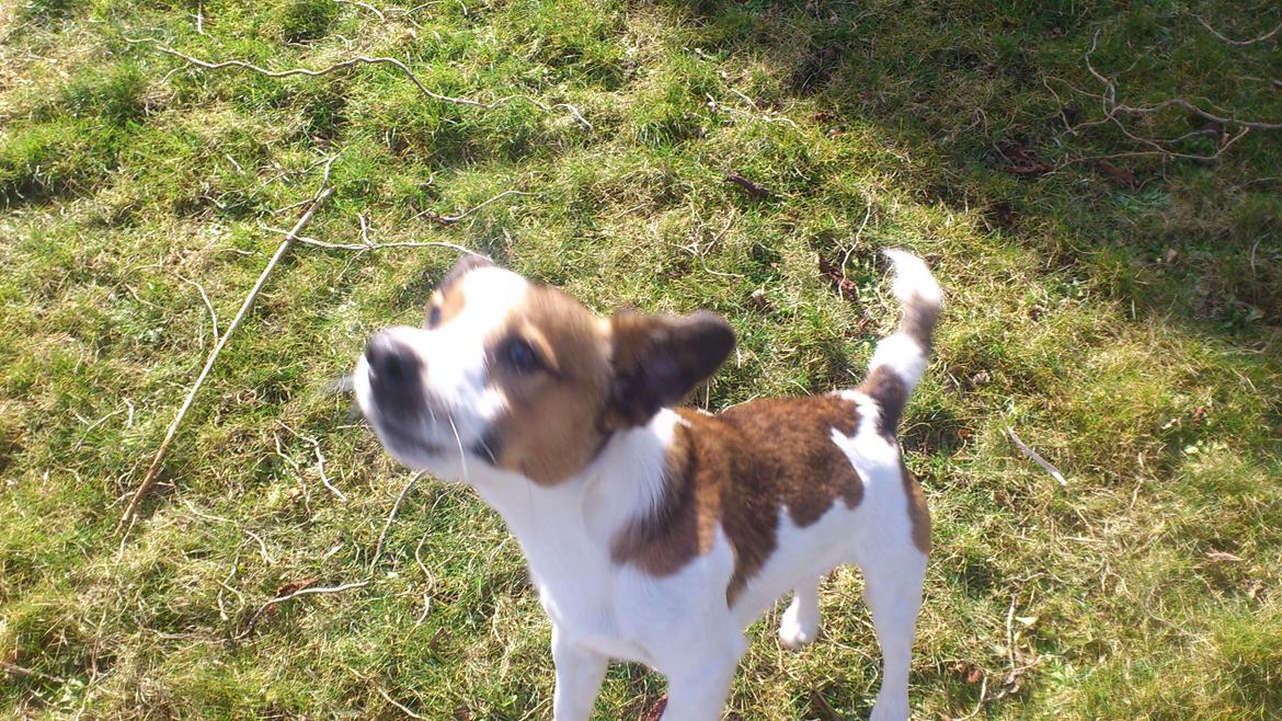 Jack russell terrier Obelix - Haha :D billede 16