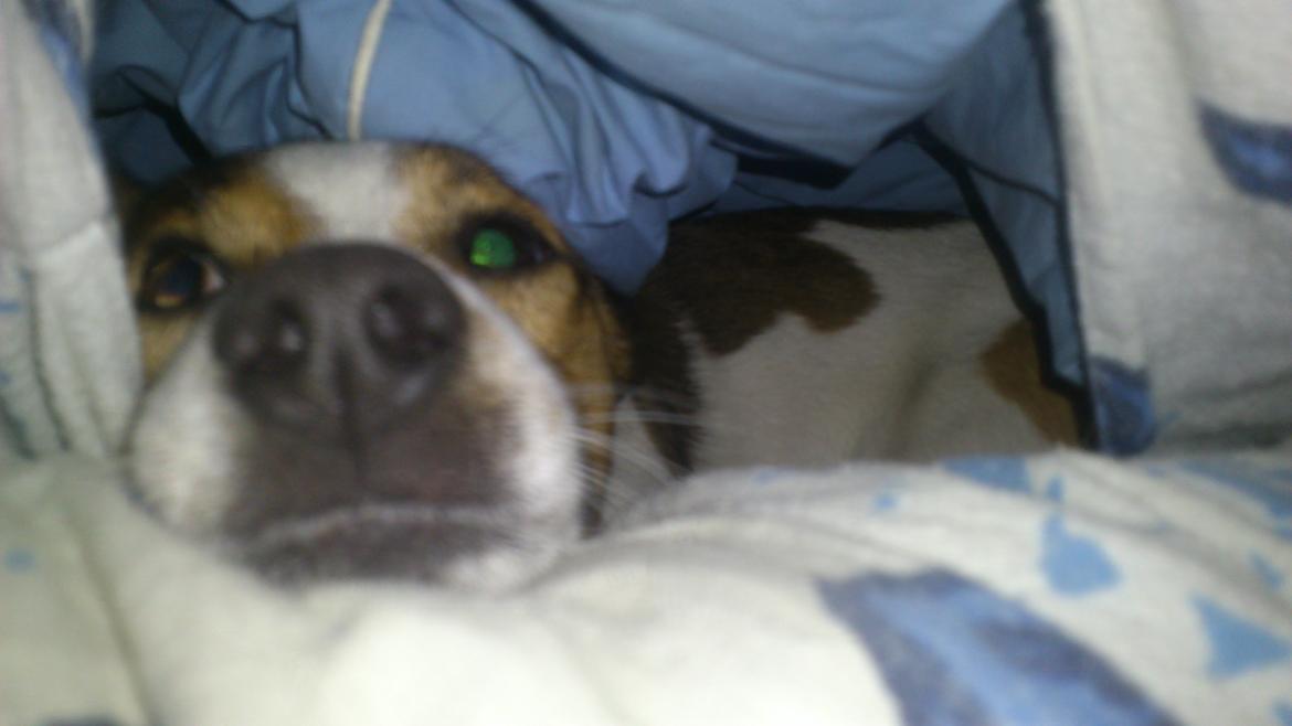Jack russell terrier Obelix - Obelix har lavet sig en lille hule i min dyne (-: billede 17
