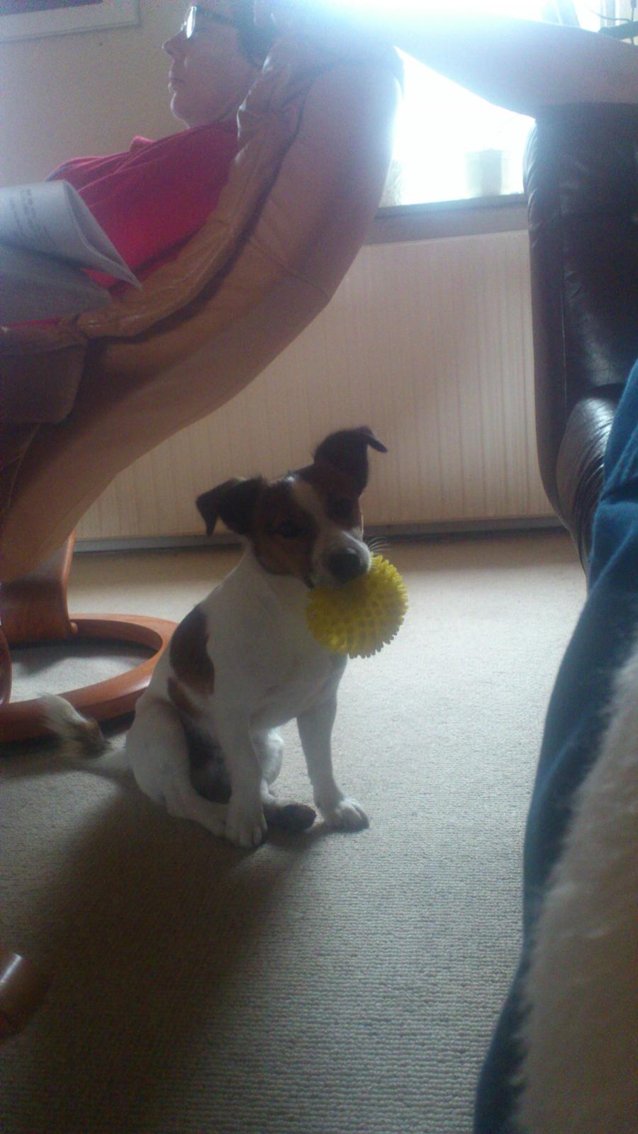 Jack russell terrier Obelix billede 18