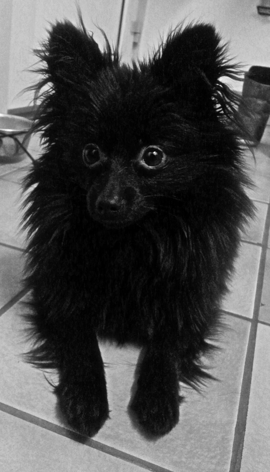 Pomeranian Louis billede 11