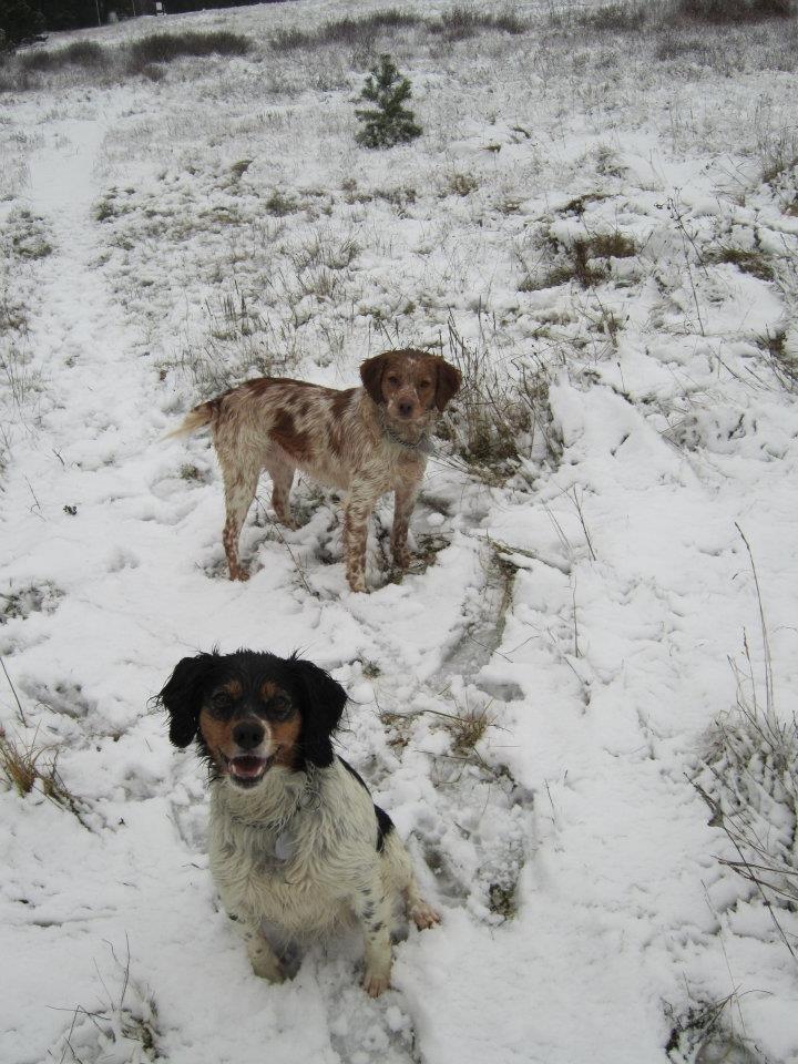 Breton Akela - Akela og datteren Bessi :-) billede 12