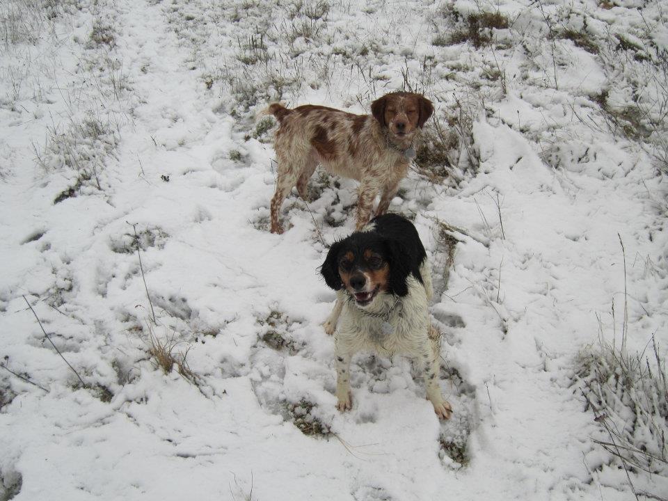 Breton Akela - Akela og datteren Bessi :-) billede 13